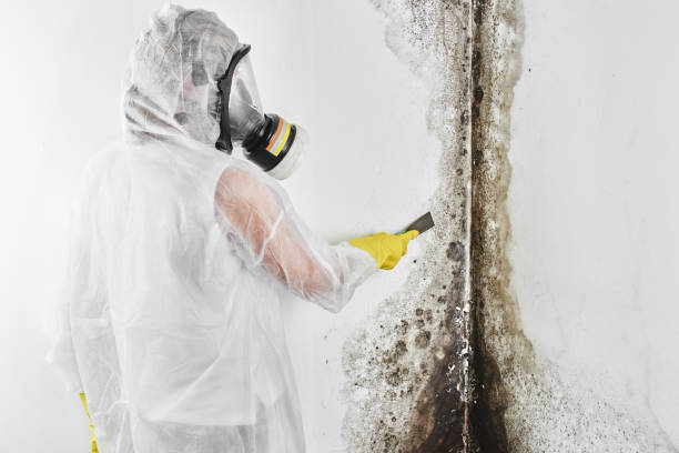Reliable Temple Hills, MD Mold Removal Solutions