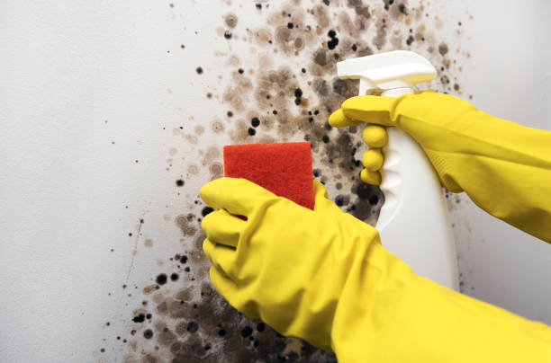 Best Professional Mold Removal  in Temple Hills, MD
