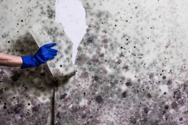 Best Mold Testing  in Temple Hills, MD