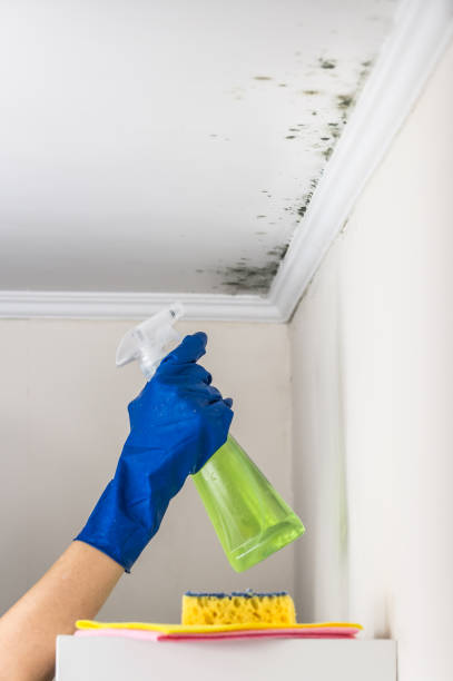 Best Attic Mold Removal  in Temple Hills, MD