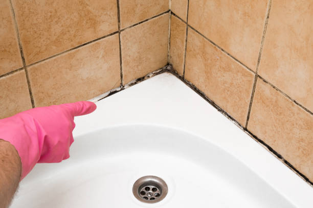 Office Mold Removal Services in Temple Hills, MD
