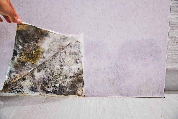 Best Mold Damage Repair  in Temple Hills, MD